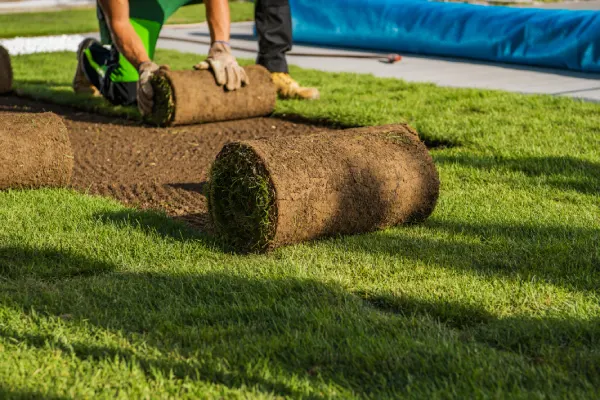 How Long After Installing Sod Can You Walk On It in League City, TX