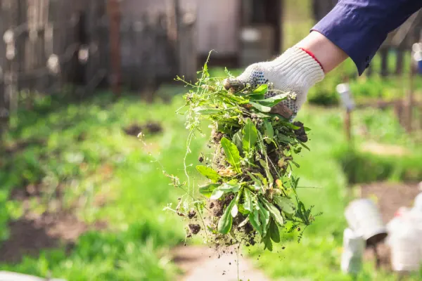 How to Clear a Yard Full of Weeds in League City, TX