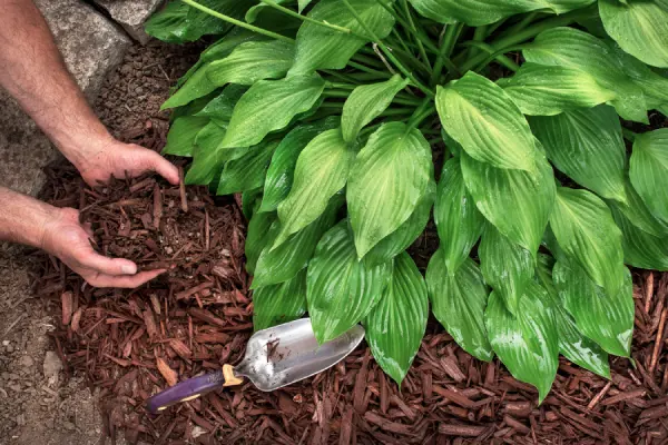 Mulching in League City, TX