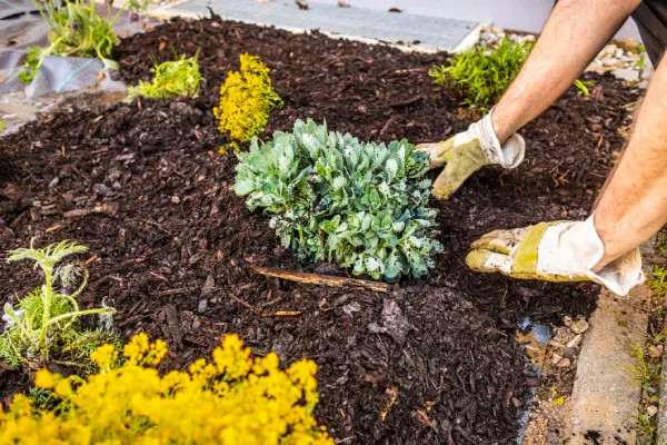 Quality Mulching in League City, TX