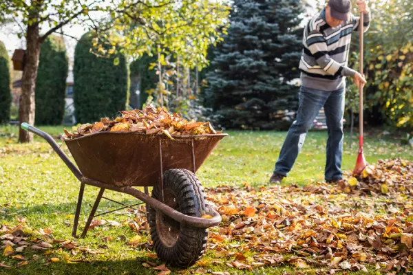 Quality Yard Cleanup in League City, TX