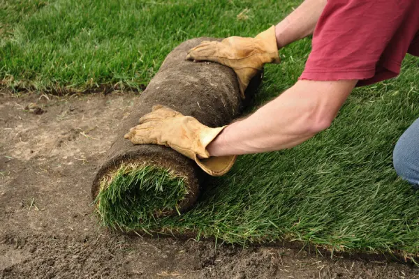 Sod Installation in League City, TX