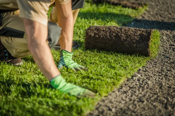 Sod Installation in League City, TX