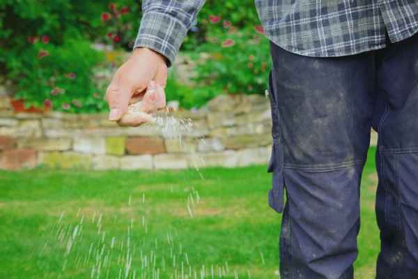 When is the best time to fertilize your lawn in League City, TX