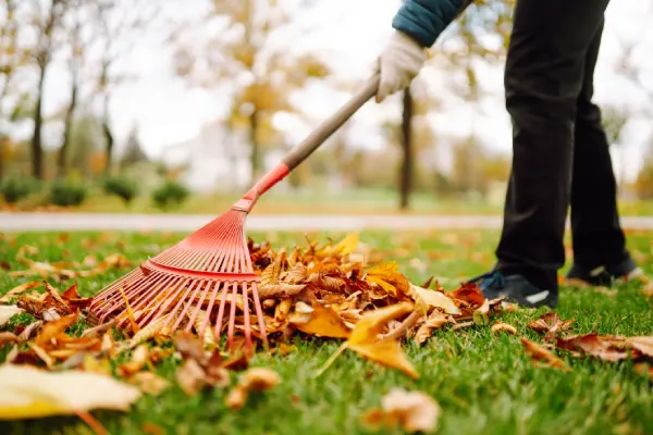 Yard Cleanup in League City, TX