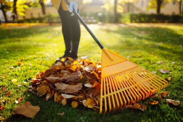 Yard Cleanup in League City, TX